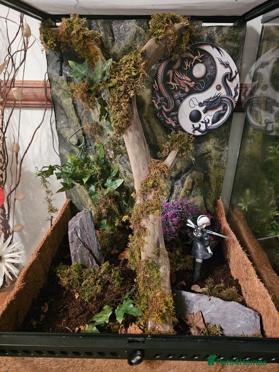 Gecko reptiles for sale: Lilly white crested gecko and viv - Advert 5