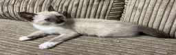 Bengal cats for sale: Kittens for sale - Advert 5