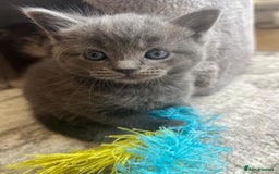 Russian Blue cats for sale: Russian blue boy cross bengal grey - Image 12