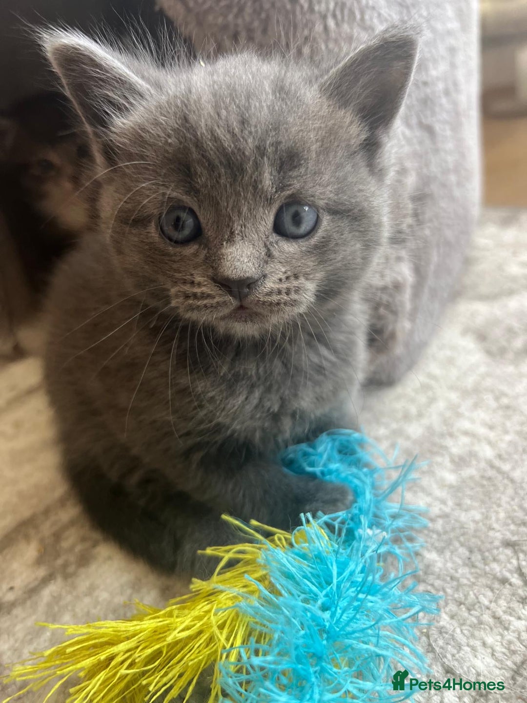 Russian Blue cats for sale: Russian blue boy cross bengal grey - Image 12
