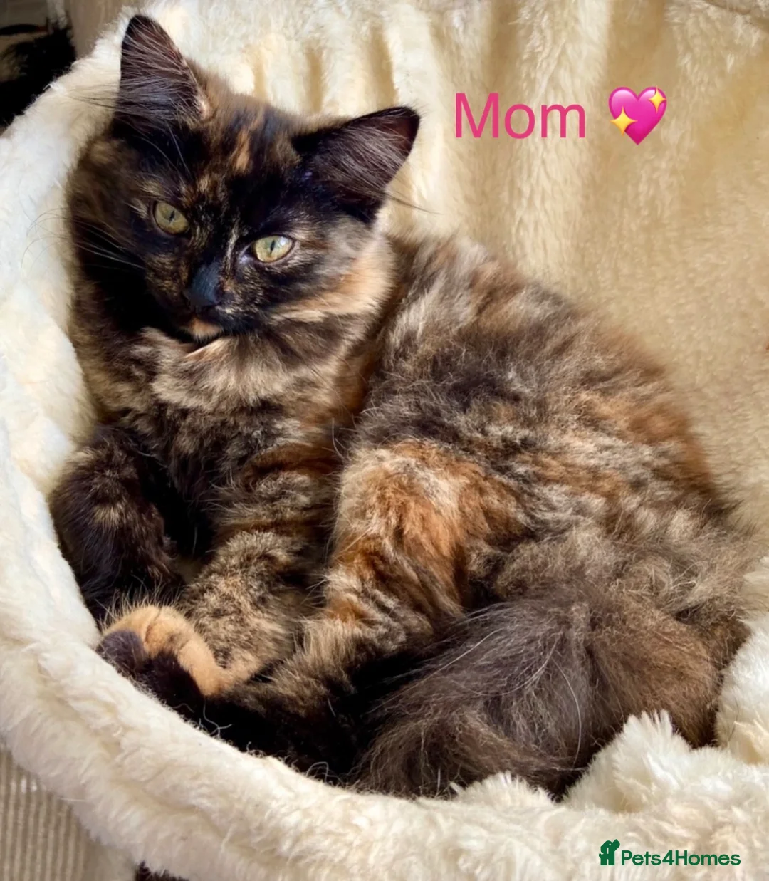 Turkish Angora cats for sale: Gorgeous fluffy kitten available  - Advert 7