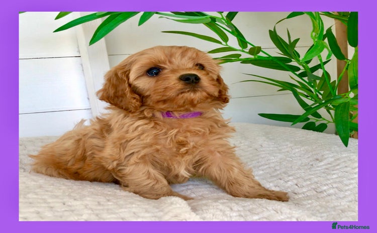 Cavapoo dogs - Advert 2