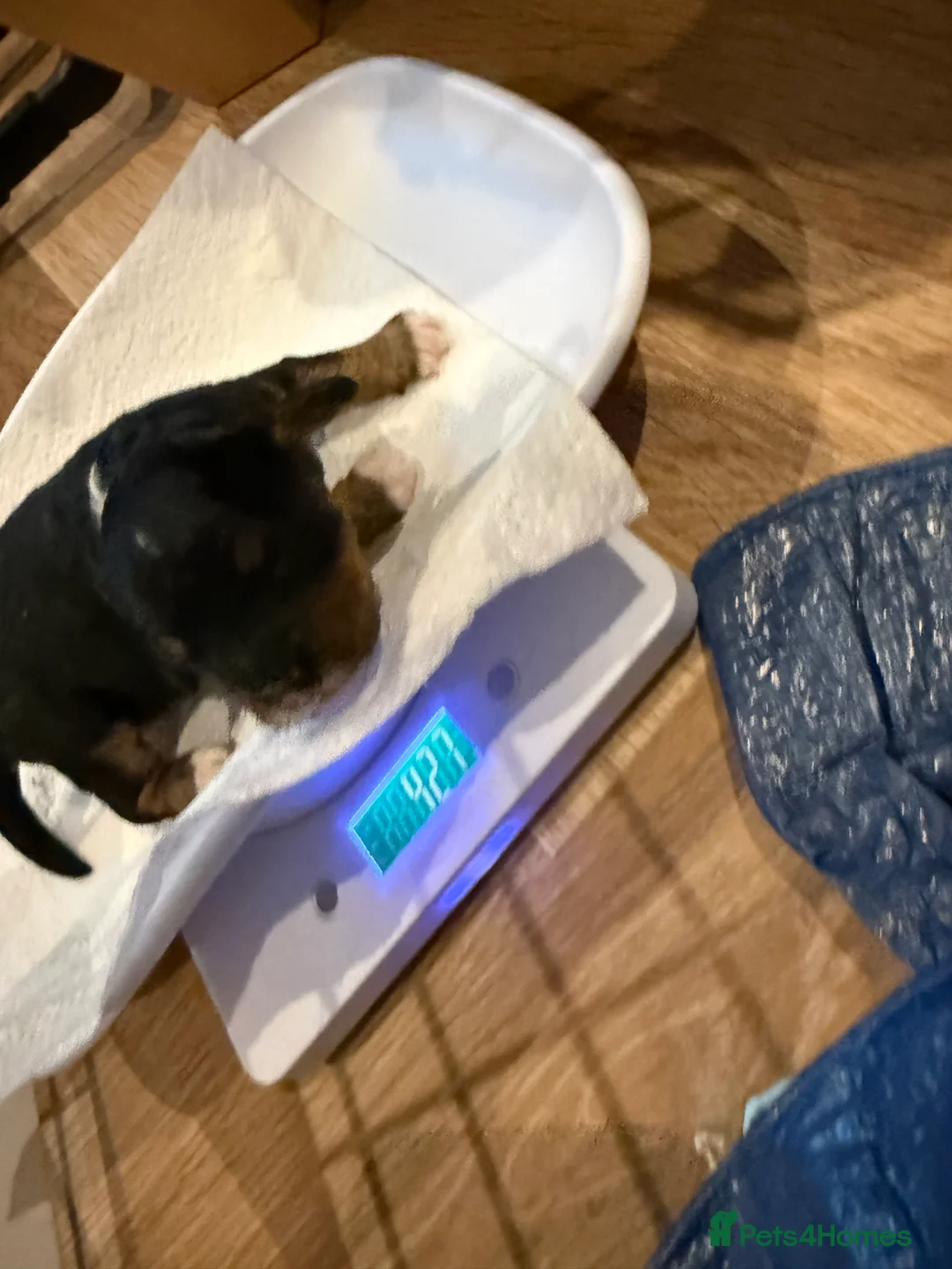Cavapoo dogs for sale: Beautiful F1b Cavapoo Puppies - Only 3 left  - Advert 18