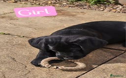 Labrador Retriever dogs for sale: Adorable Labrador Retriever Puppies  🐶💛 - Image 11