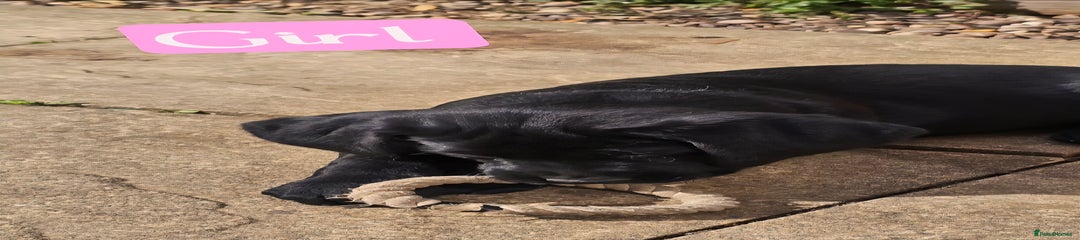 Labrador Retriever (pink) 