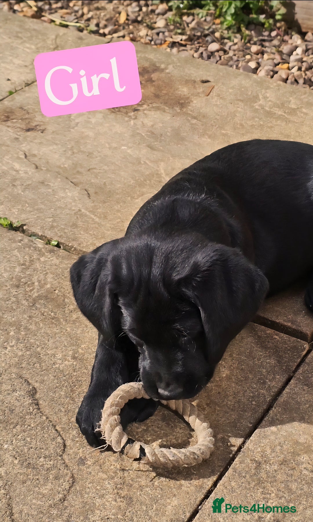 Labrador Retriever dogs for sale: Adorable Labrador Retriever Puppies  🐶💛 - Image 11