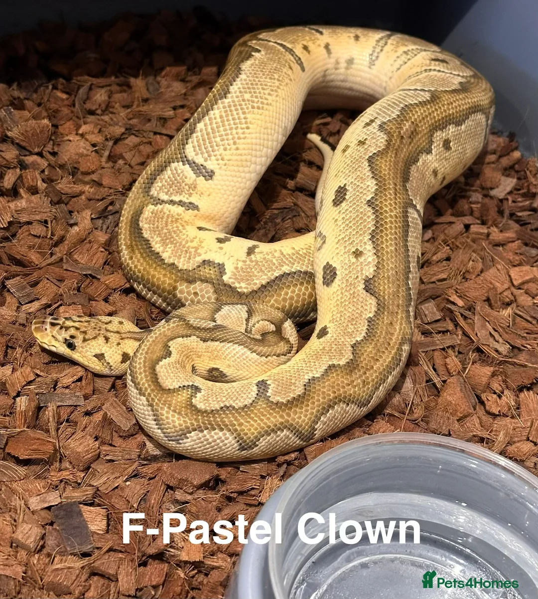 Python Snake reptiles for sale: Beautiful Royal Pythons for sale  - Advert 6