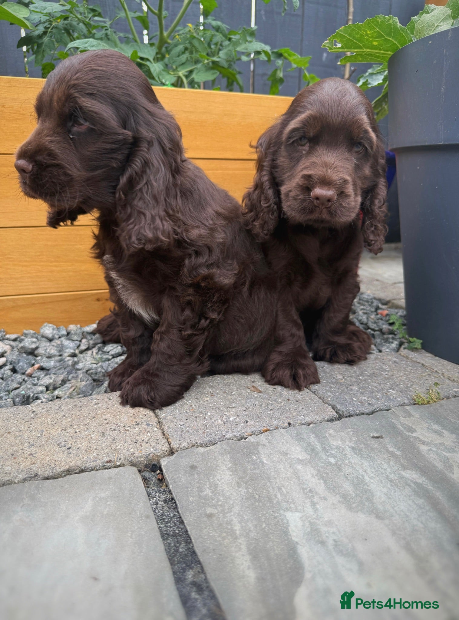 Cocker Spaniel dogs Ready now!  KC Show Cocker Spaniels  - Advert 2