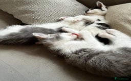 Domestic Shorthair cats for sale: Beautiful litter of kittens for sale - Image 3
