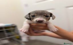Miniature Dachshund dogs for sale: 4 MINIATURE DACHSHUND PUPPIES 🤍  - Image 4