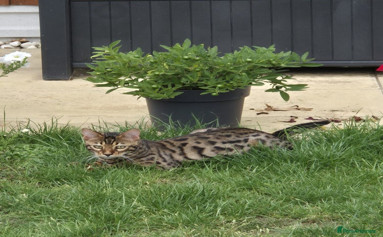 Bengal cats in Swindon - Advert 19