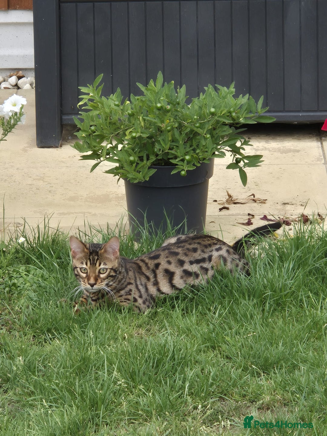 Bengal cats for sale: 1 Gorgeous Bengal SALE!!! in Swindon - Image 1
