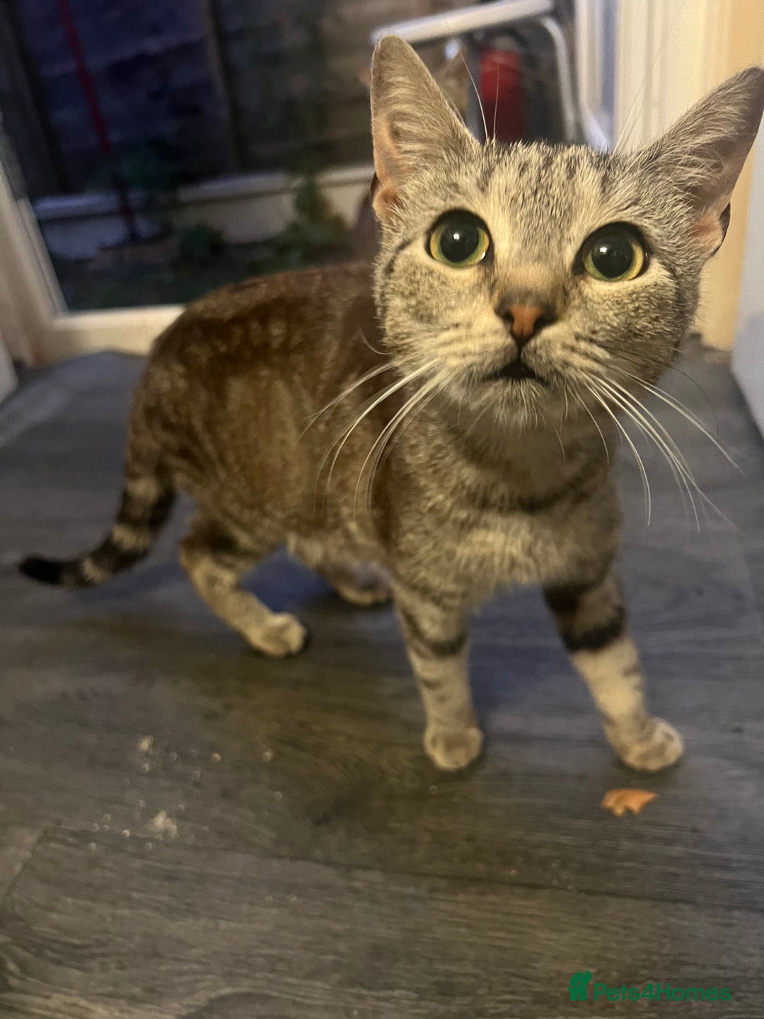 Domestic Shorthair cats for sale: Meet Zora  - Image 9