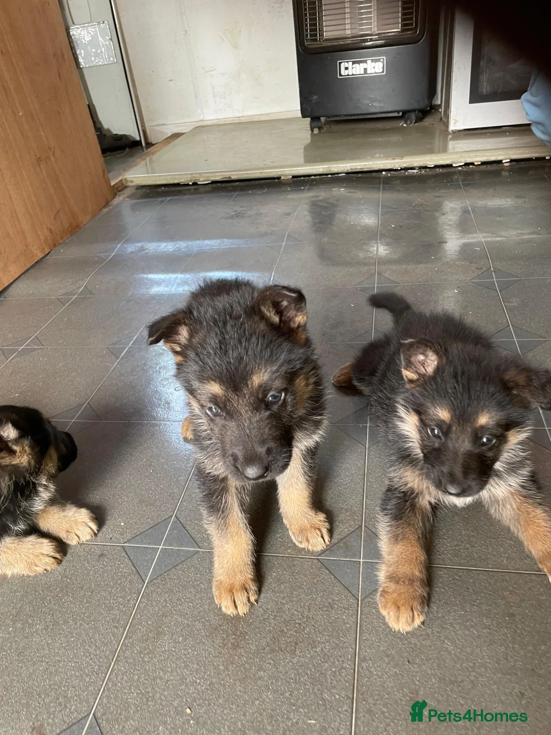 German Shepherd dogs for sale: Pure German shepherd puppies available  - Advert 1