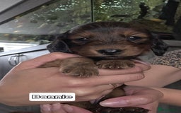 Dachshund dogs for sale: Red long-haired standard dachshund puppies - Image 8