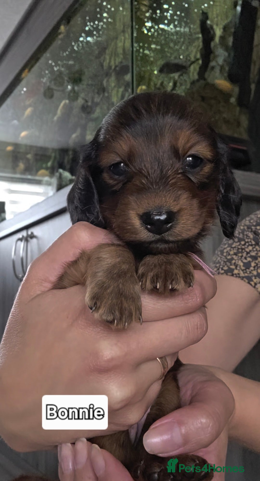 Dachshund dogs for sale: Red long-haired standard dachshund puppies - Image 8