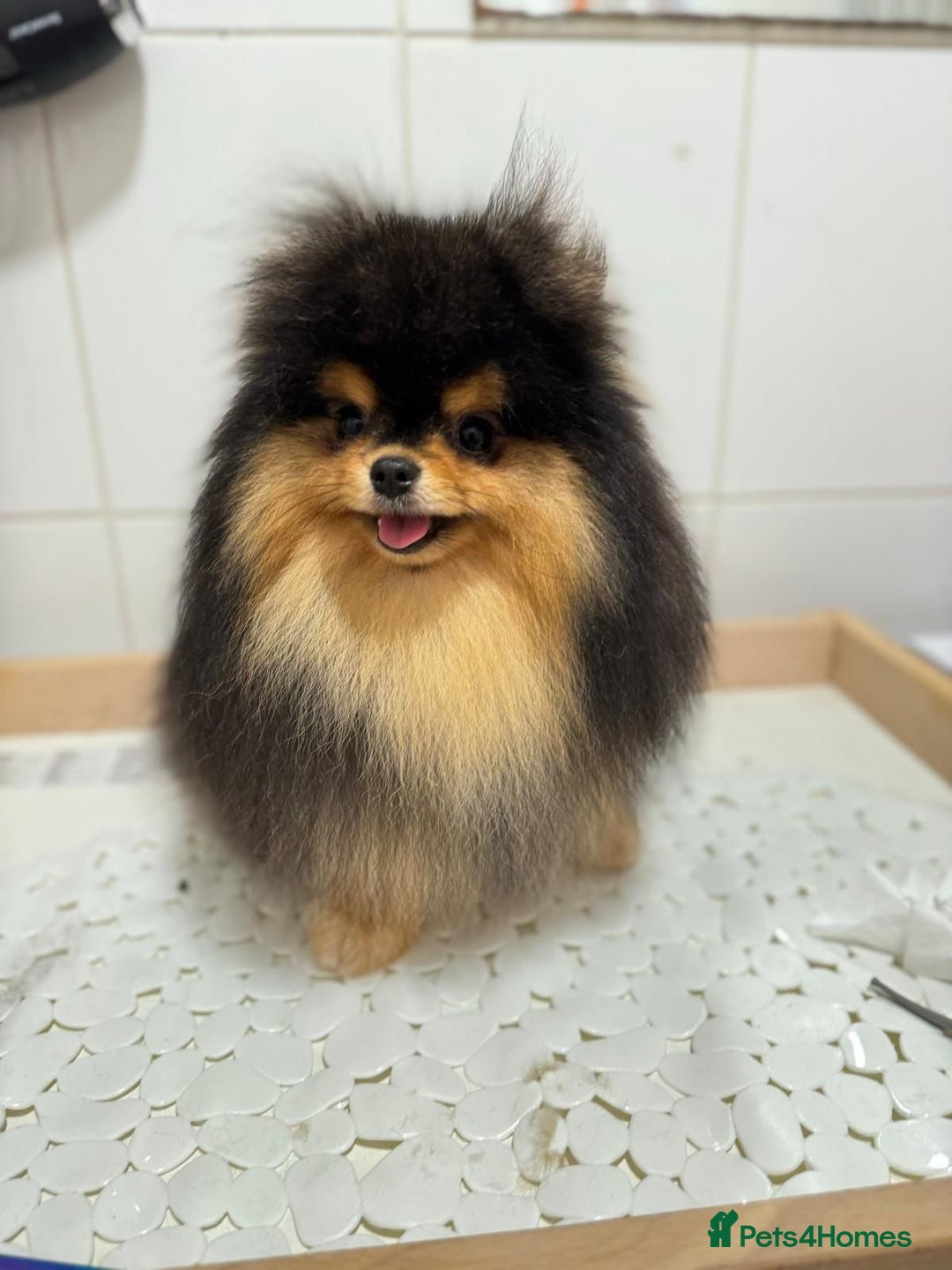 Pomeranian dogs for sale: Tiny Black and Tan Pomeranian Boy - Advert 3