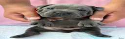 Staffordshire Bull Terrier dogs for sale: SIMPLY STUNNING COI 6.8% - Advert 8