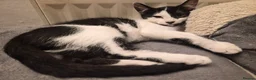 Mixed Breed cats for sale: Cheeky harlequin kittens - Advert 3