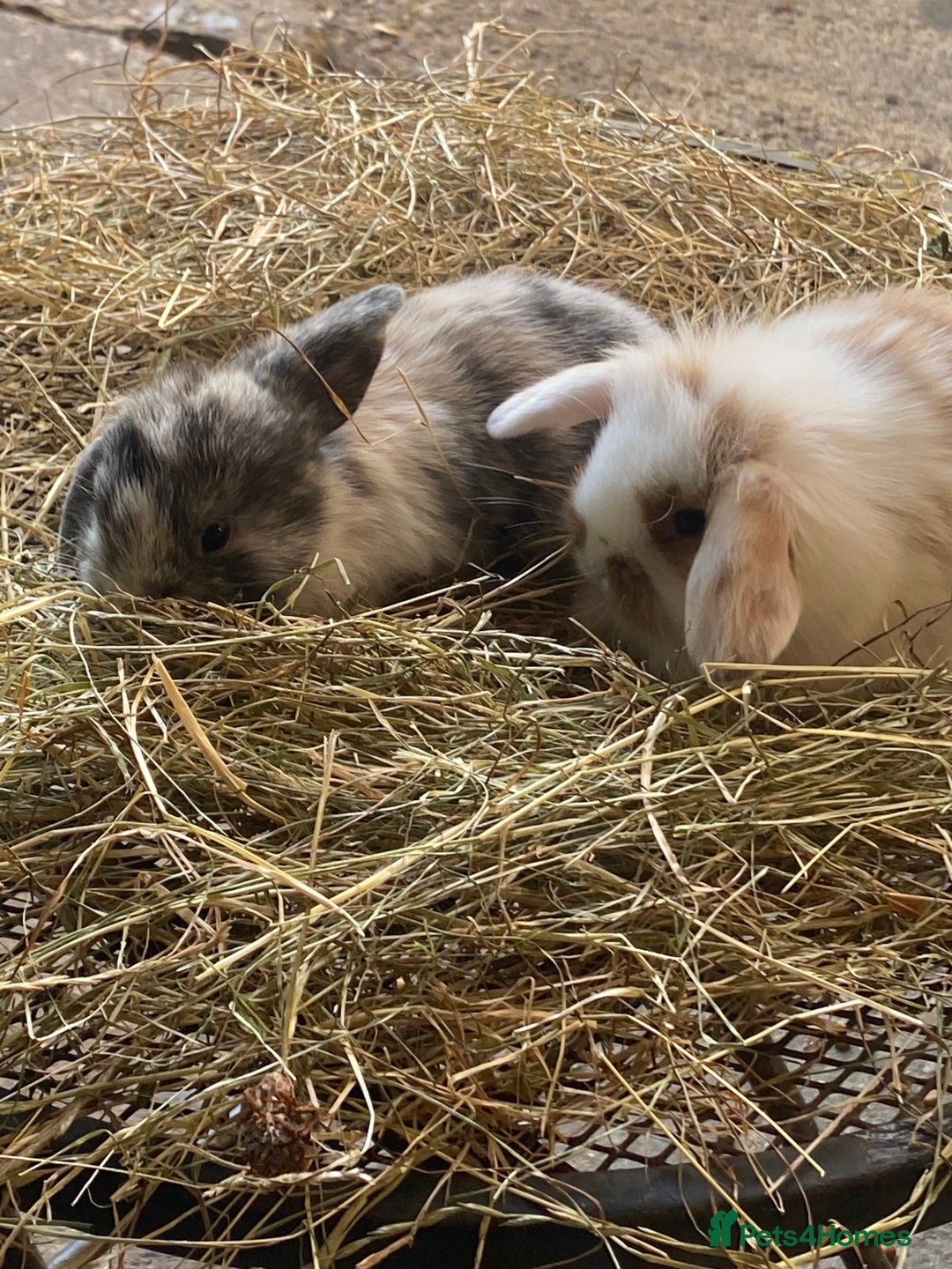 Lionhead rabbits for sale: Lion head x mini lop  - Image 8