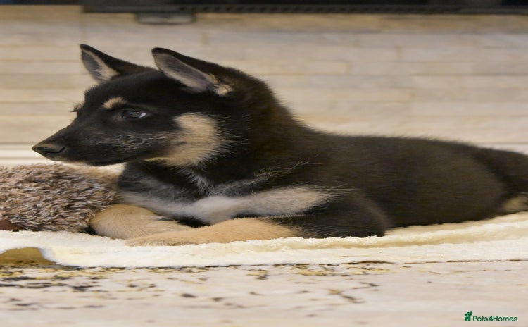 Siberian Husky dogs - Advert 2