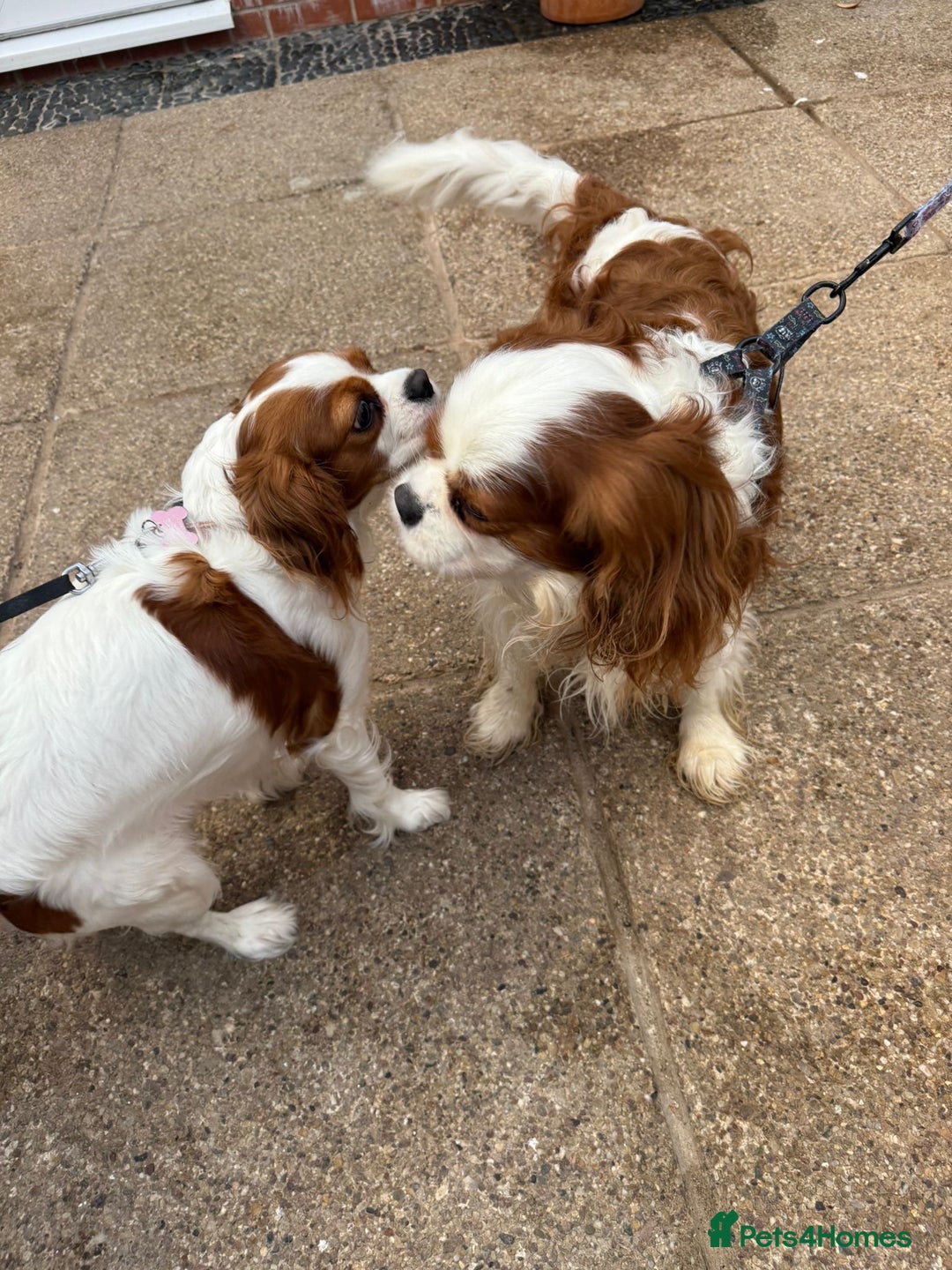 Cavalier King Charles Spaniel dogs for sale: Adorable Cavalier King Charles Spaniel  - Advert 31