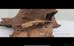 Gecko reptiles for sale: Beautiful baby crested geckos! - Image 8