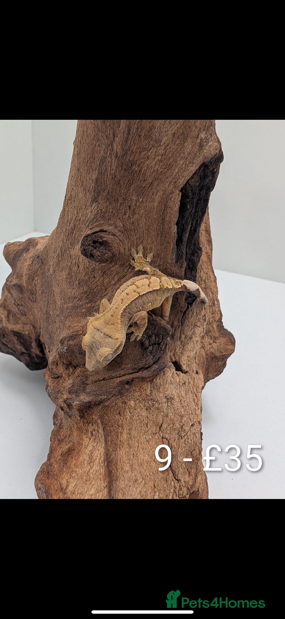 Gecko reptiles for sale: Beautiful baby crested geckos! - Image 8