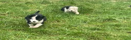 Border Collie dogs for sale: Beautiful litter of collie pups - Advert 8