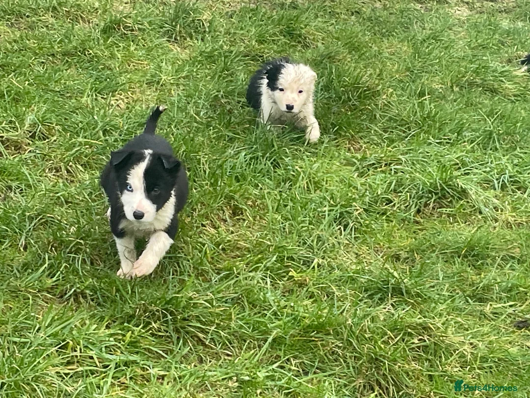 Border Collie dogs for sale: Beautiful litter of collie pups - Advert 8