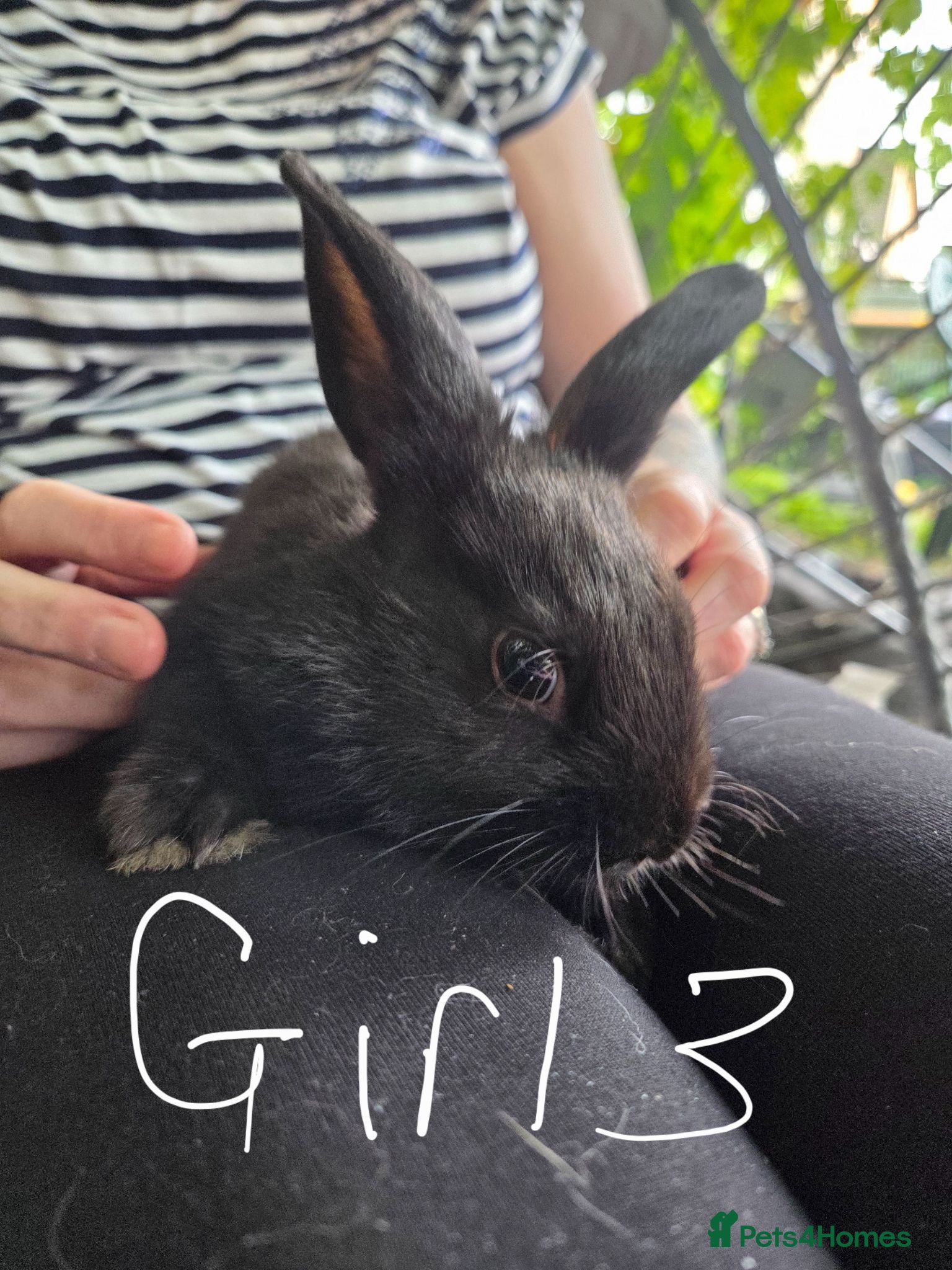 Mixed Breed rabbits Beautiful baby Rex/mini lop buns - Advert 1