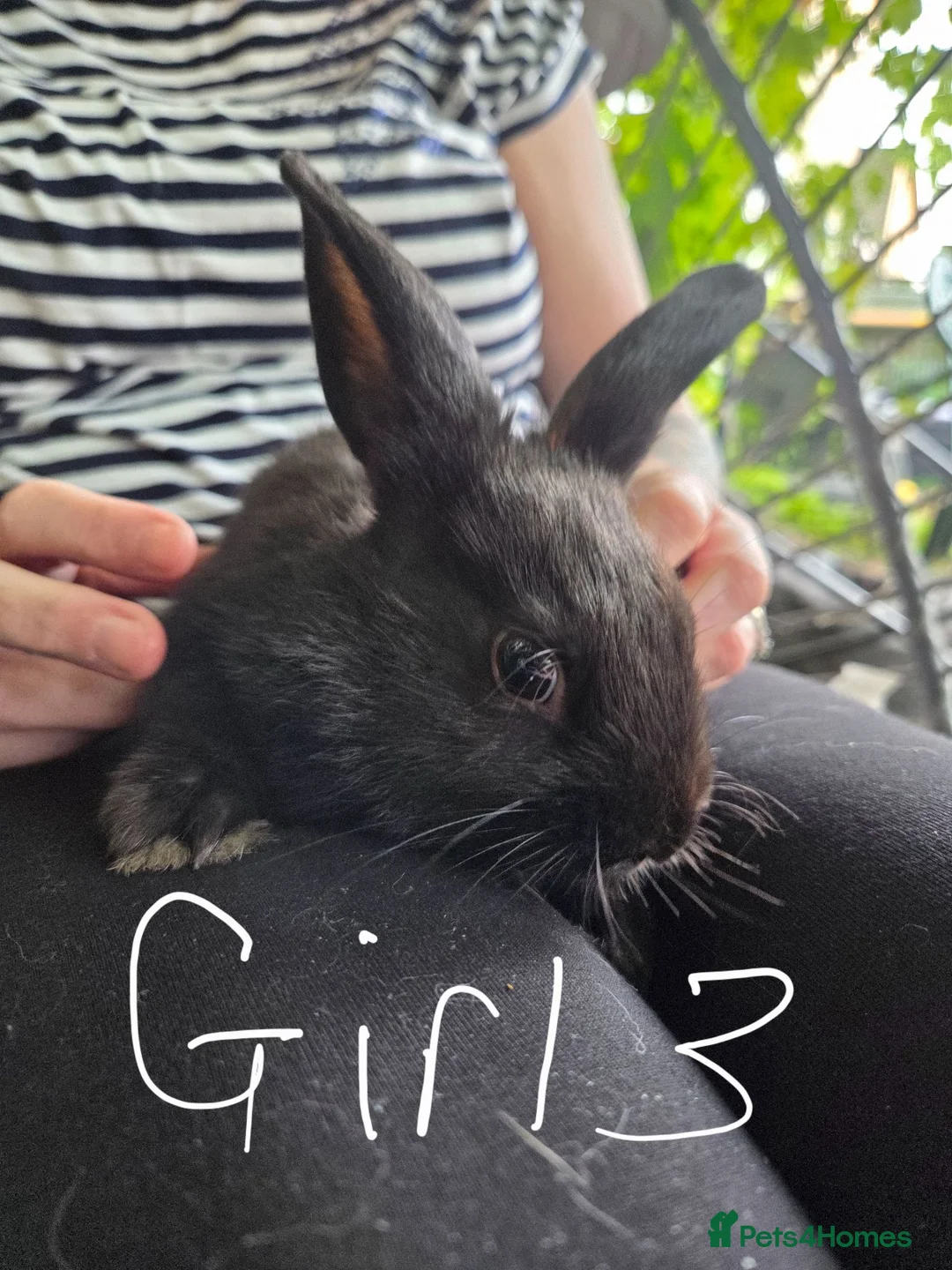 Mixed Breed rabbits for sale: Beautiful baby Rex/mini lop buns - Advert 1