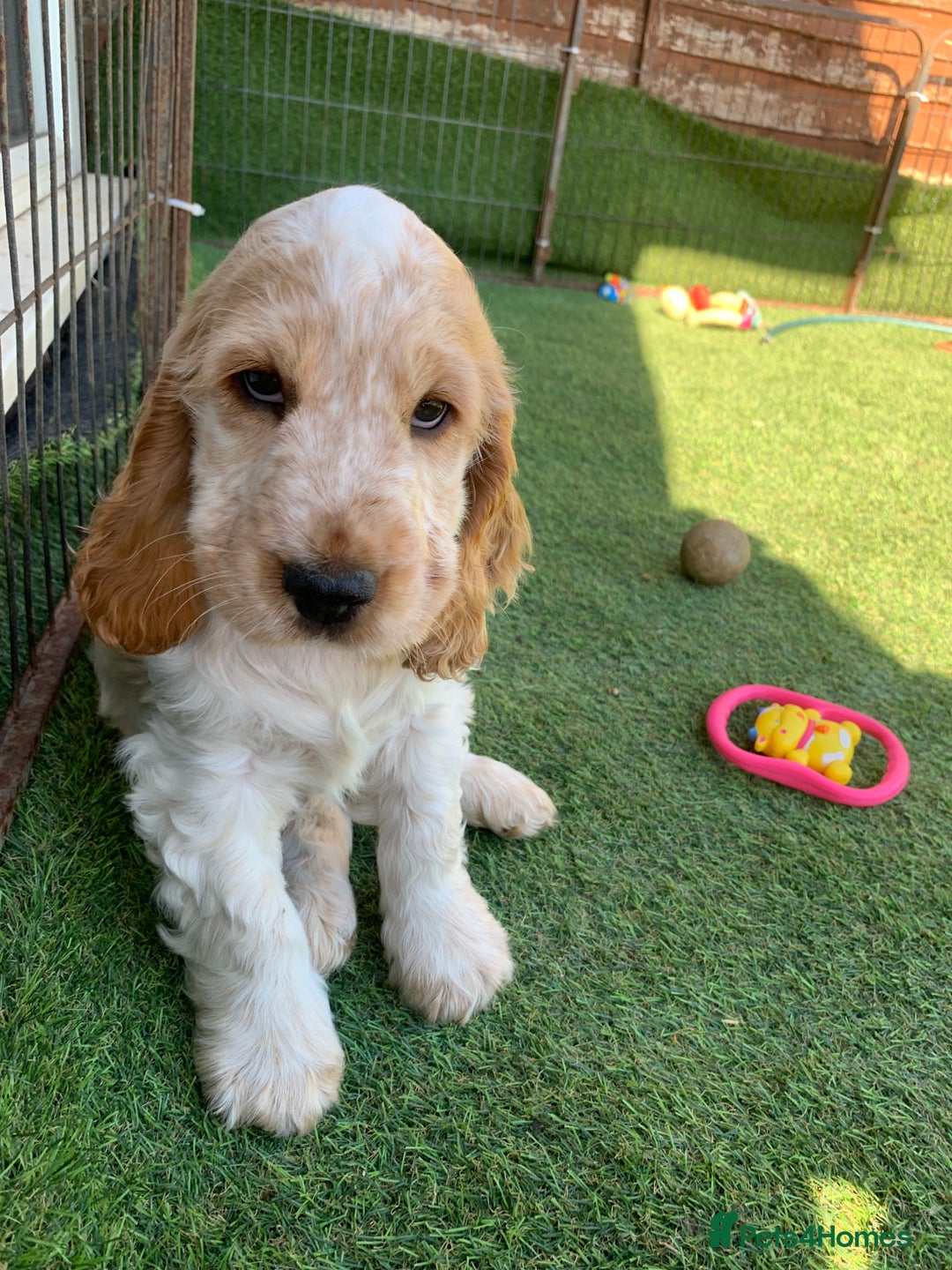 Cocker Spaniel dogs for stud: Extensively Health Tested Stud  in Wisbech - Advert 11