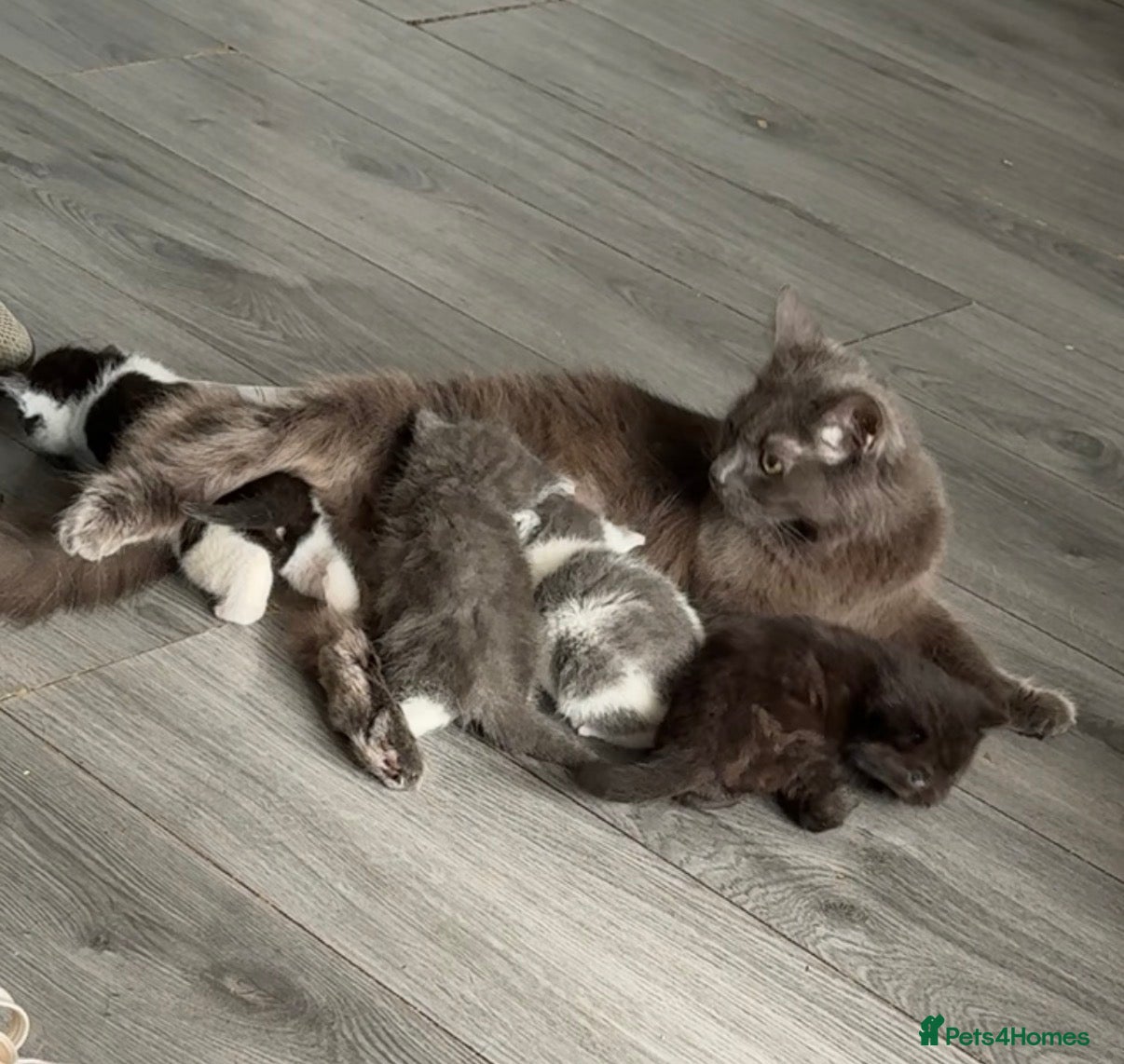 Mixed Breed cats Adorable Persian Cross Kittens  - Advert 4