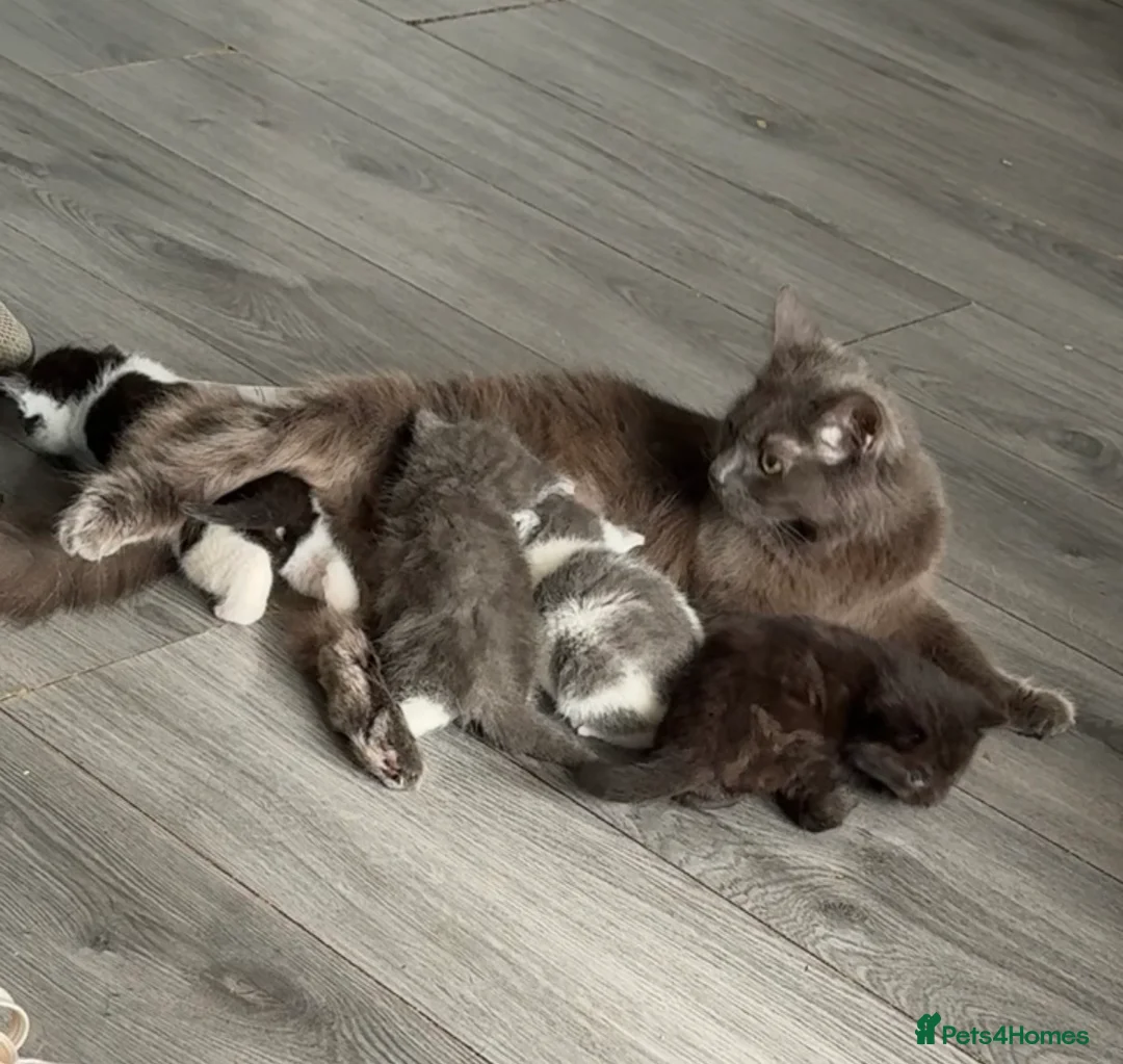 Mixed Breed cats for sale: Adorable Persian Cross Kittens  - Advert 1