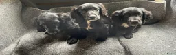 Cocker Spaniel dogs for sale: 3 gorgeous cocker spaniel puppy’s  - Advert 5