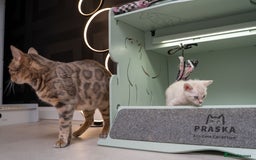 Bengal cats for sale: Frankie-Stunning Snow Bengal-TICA-Available now! - Image 28