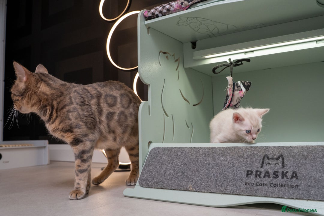 Bengal cats for sale: Frankie-Stunning Snow Bengal-TICA-Available now! - Image 28