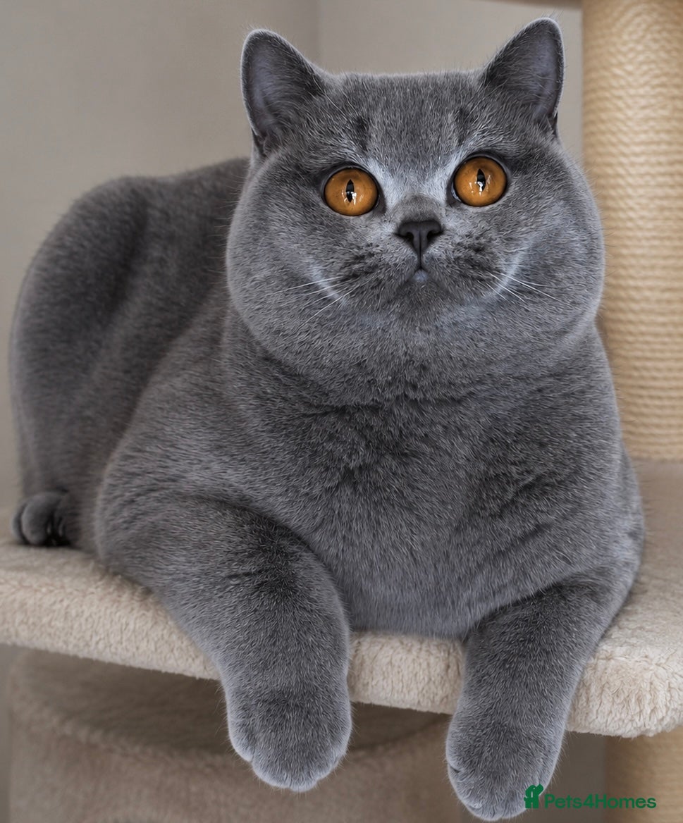British Shorthair cats for sale: ✨ GCCF BEAUTIFUL KITTENS ✨ - Advert 25