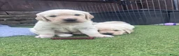 Golden Retriever dogs for sale: Golden retriever puppies🩷🩵 - Advert 10