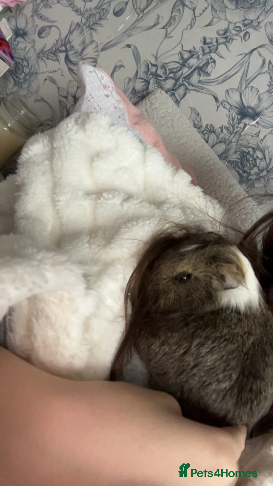 Guinea Pig rodents for sale: Female Agouti Guinea Pig  in Manchester - Advert 4