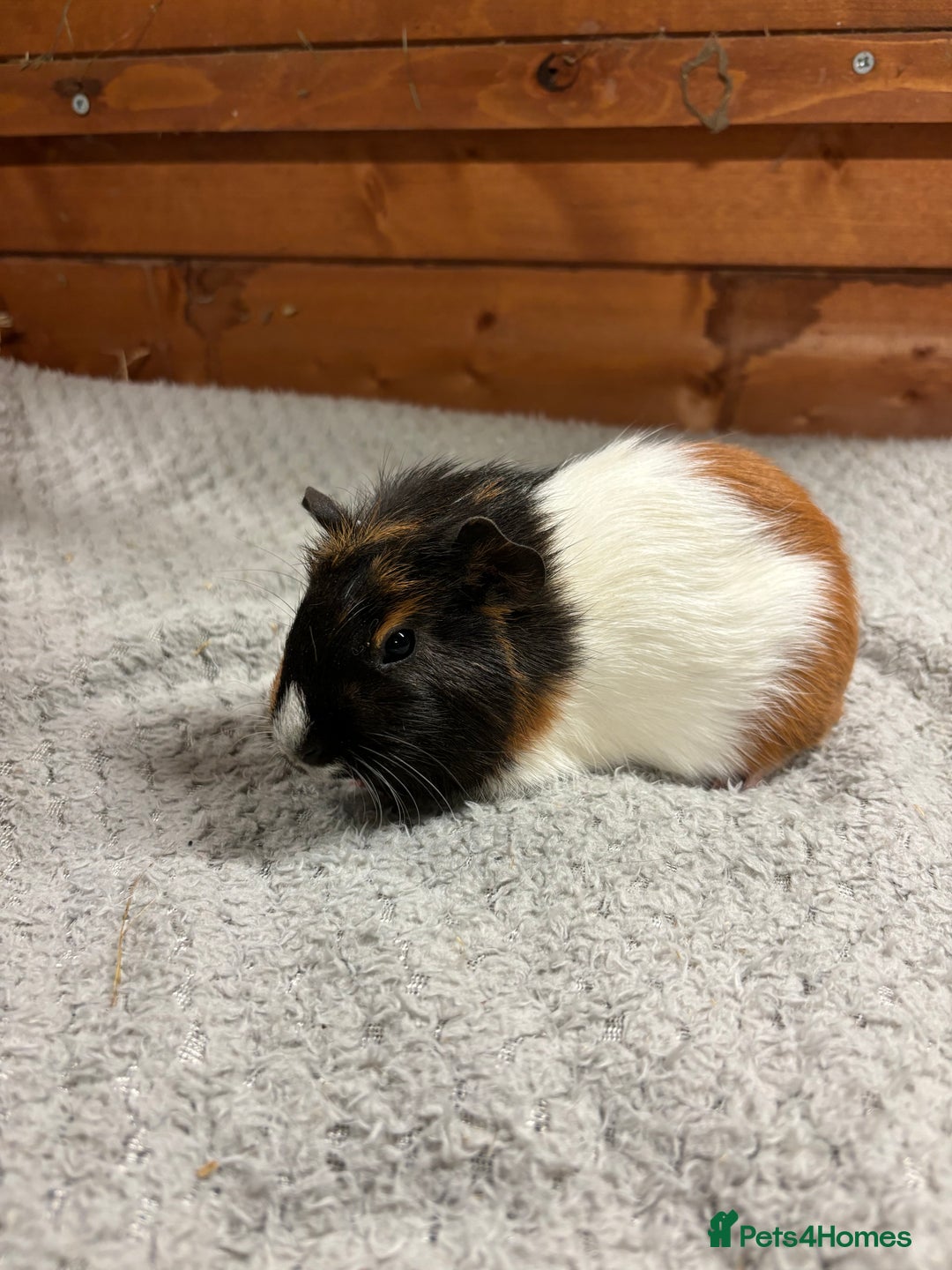 Guinea Pig rodents for sale: Female guinea pigs - Image 5