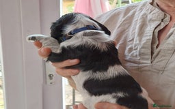 Cocker Spaniel dogs for sale: Kc Reg show type cocker spaniel puppies  - Image 11