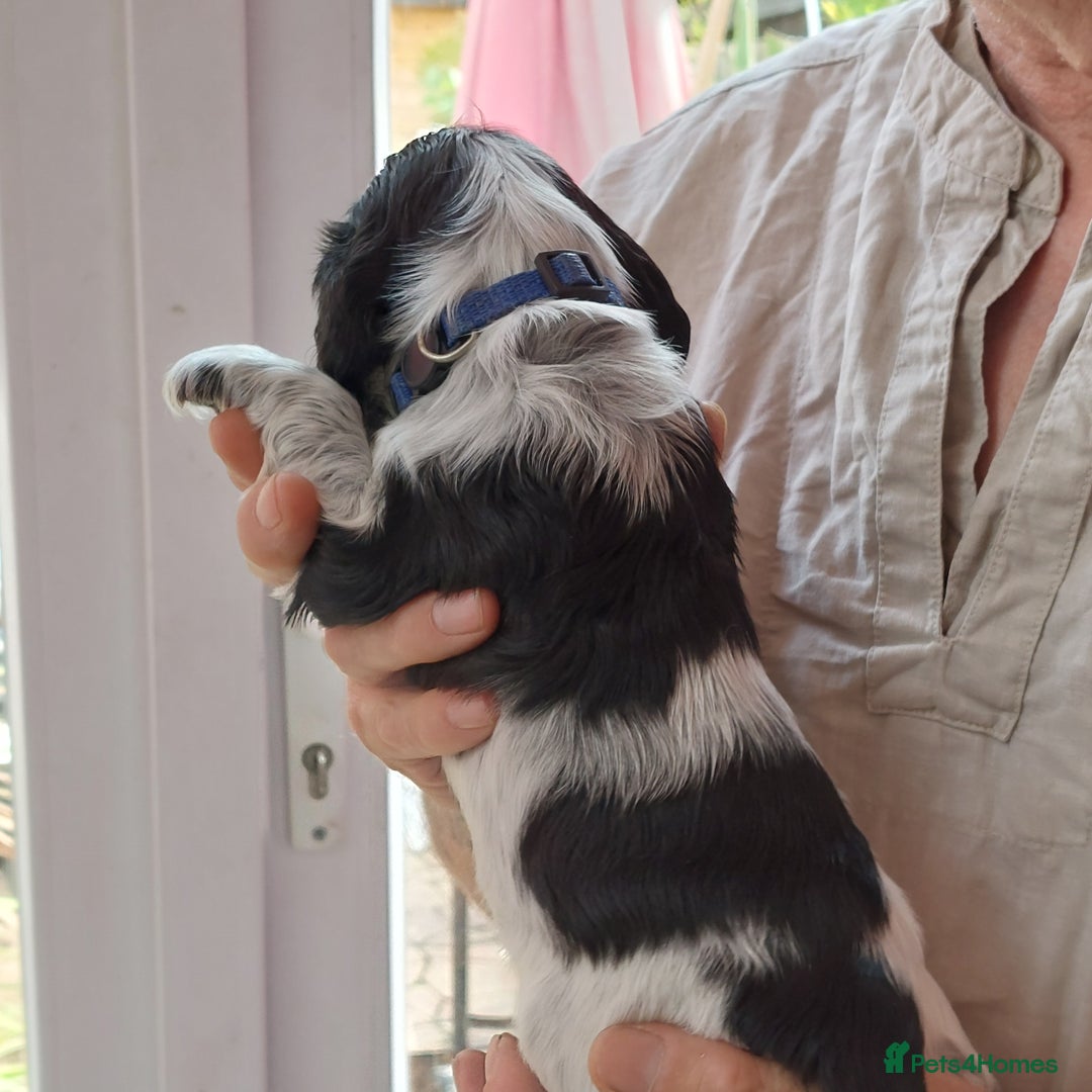 Cocker Spaniel dogs for sale: Kc Reg show type cocker spaniel puppies  - Image 11