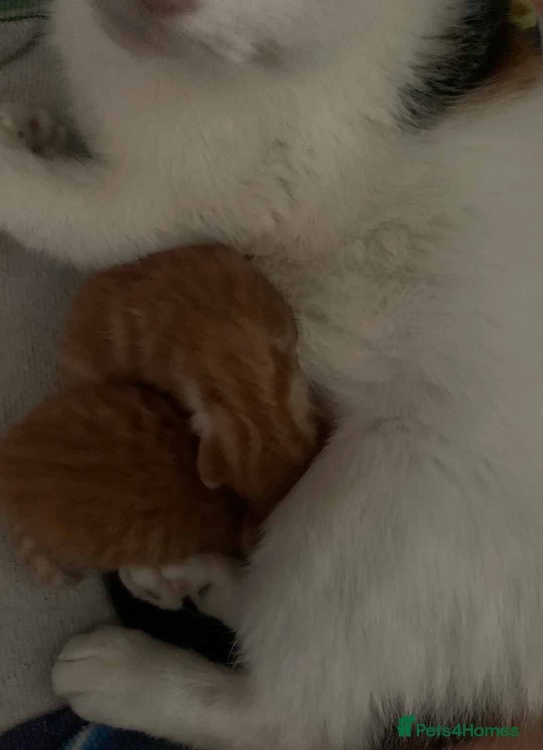 Mixed Breed cats for sale: Beautiful litter of kittens playful & friendly in Liverpool - Advert 2