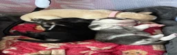 Mixed Breed dogs for sale: Labrador x Husky  - Advert 14