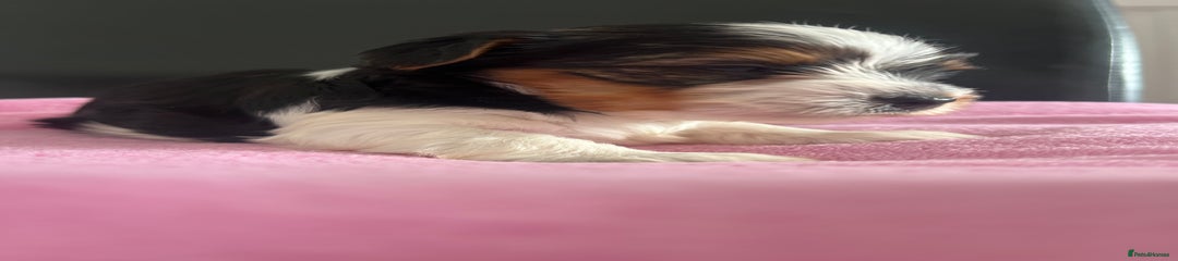Biewer Terrier Puppy 1