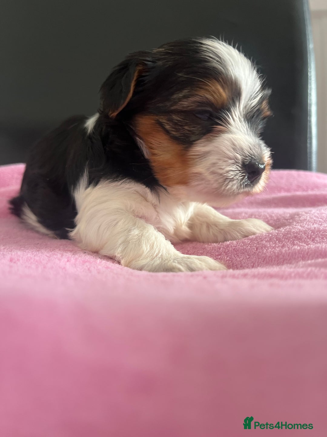 Biewer Terrier dogs for sale: 5 Adorable Purebred Biewer Terriers - Image 3