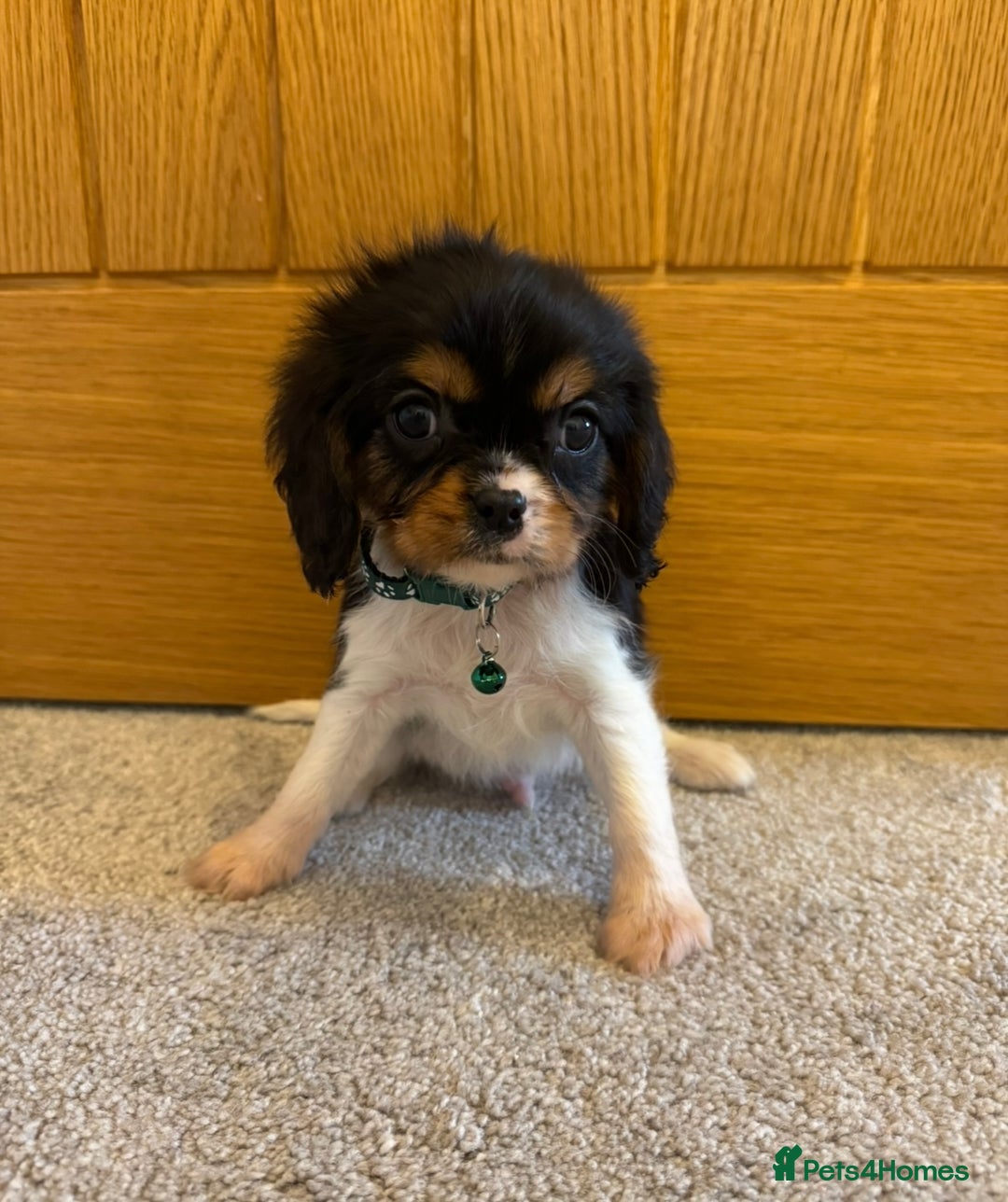 Cavalier King Charles Spaniel dogs for sale: Health tested cavalier King Charles  - Advert 13