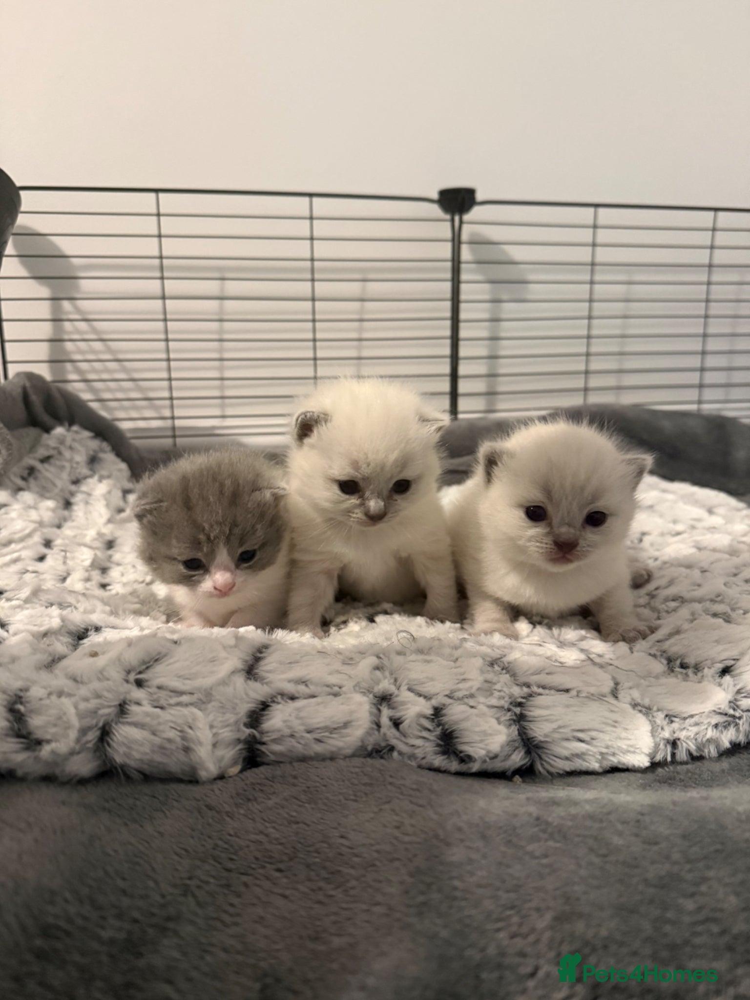 Mixed Breed cats British Shorthair X Ragdoll Kittens  - Advert 2